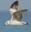 Larus armenicus